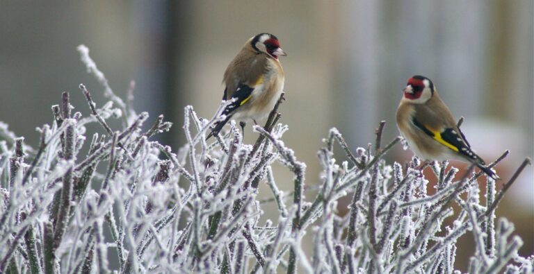 Big Garden Birdwatch for RSPB 26-28 January 2024