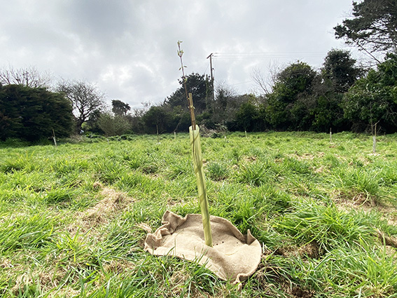 Ideas for the Community Area at Kew Pendra